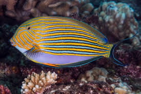 Image result for Acanthurus blochii