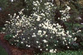 Attēlu rezultāti vaicājumam “Fothergilla major”