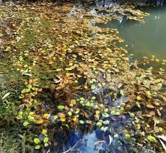 Attēlu rezultāti vaicājumam “Potamogetonaceae”