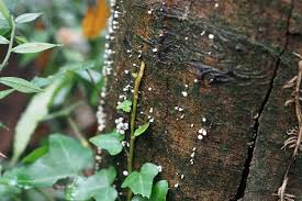 Attēlu rezultāti vaicājumam “Phleogena faginea”