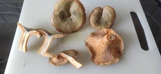 Attēlu rezultāti vaicājumam “Lactarius deterrimus”