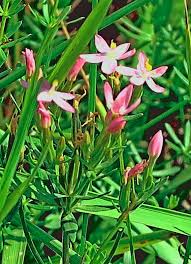 Image result for Centaurium erythraea