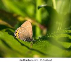 Attēlu rezultāti vaicājumam “Satyrium pruni underside”