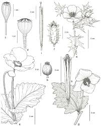 Attēlu rezultāti vaicājumam “Papaver somniferum”