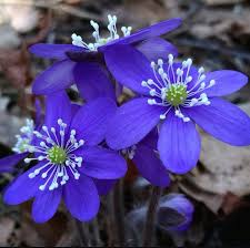Attēlu rezultāti vaicājumam “Hepatica nobilis fruit”