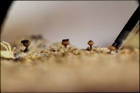 Attēlu rezultāti vaicājumam “Calicium salicinum”