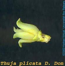 Attēlu rezultāti vaicājumam “Thuja plicata flower”