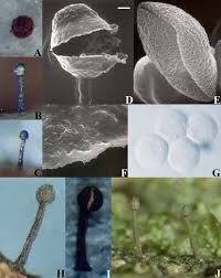 Attēlu rezultāti vaicājumam “Licea pusilla sessile”