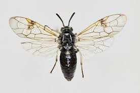 Attēlu rezultāti vaicājumam “Arge ustulata”