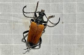 Attēlu rezultāti vaicājumam “Chrysopidae imago”