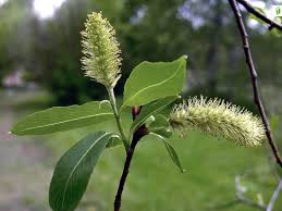 Attēlu rezultāti vaicājumam “Salix pentandra flower”