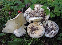 Attēlu rezultāti vaicājumam “Lactarius bertillonii”