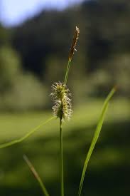 Attēlu rezultāti vaicājumam “Carex hostiana”