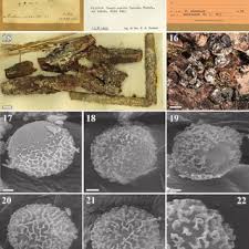 Attēlu rezultāti vaicājumam “Didymium crustaceum macro”