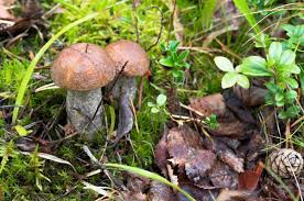 Attēlu rezultāti vaicājumam “Leccinum melaneum”