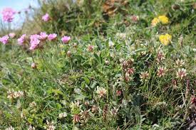 Attēlu rezultāti vaicājumam “Anthyllis maritima”