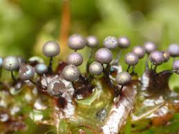 Attēlu rezultāti vaicājumam “Lamproderma sp.”