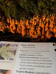 Attēlu rezultāti vaicājumam “Badhamia lilacina var. megaspora spores”