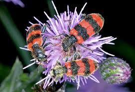 Attēlu rezultāti vaicājumam “Trichodes apiarius”