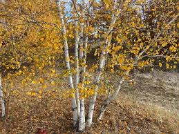 Attēlu rezultāti vaicājumam “Betula papyrifera”