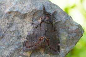 Attēlu rezultāti vaicājumam “Notodonta dromedarius”