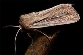 Attēlu rezultāti vaicājumam “Leucania comma”