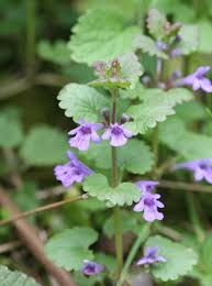 Attēlu rezultāti vaicājumam “Glechoma hederacea flower”