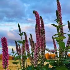 Attēlu rezultāti vaicājumam “Veronica longifolia flower”