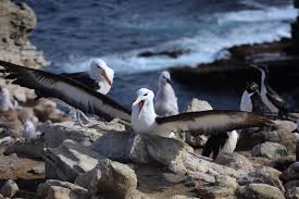 Image result for Thalassarche melanophris