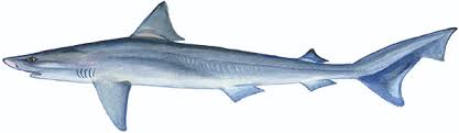 Image result for Galeorhinus galeus