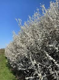 Attēlu rezultāti vaicājumam “Prunus spinosa”