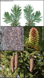Attēlu rezultāti vaicājumam “Picea abies male flower”