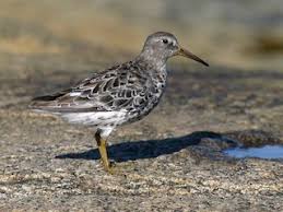 Attēlu rezultāti vaicājumam “Calidris maritima adult”