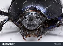 Attēlu rezultāti vaicājumam “Geotrupes”