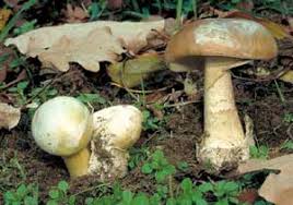 Attēlu rezultāti vaicājumam “Amanita phalloides”