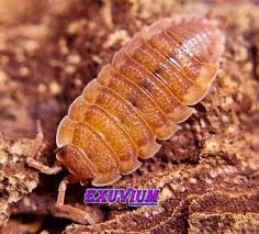Attēlu rezultāti vaicājumam “Porcellio scaber”