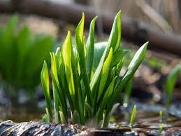 Attēlu rezultāti vaicājumam “Allium ursinum fruit”
