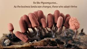 Attēlu rezultāti vaicājumam “myxomicetes”