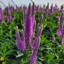 Attēlu rezultāti vaicājumam “Veronica longifolia flower”