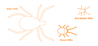 Attēlu rezultāti vaicājumam “Bryobia praetiosa”