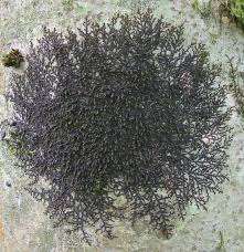 Attēlu rezultāti vaicājumam “Frullania dilatata”