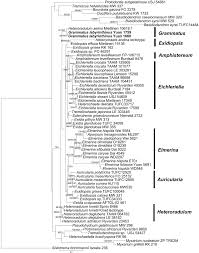 Attēlu rezultāti vaicājumam “Elmerina caryae”