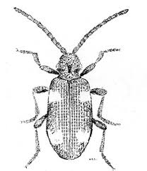 Attēlu rezultāti vaicājumam “Ptinus sp. male”