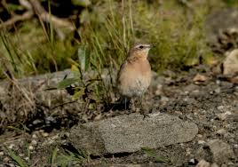 Attēlu rezultāti vaicājumam “Oenanthe oenanthe juvenile”