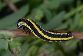 Attēlu rezultāti vaicājumam “Cucullia lucifuga larva”