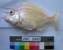 Image result for Polysteganus undulosus