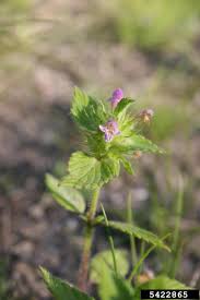 Attēlu rezultāti vaicājumam “Galeopsis tetrahit”
