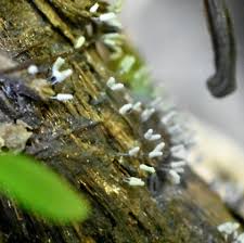 Attēlu rezultāti vaicājumam “Arcyria minuta macro”