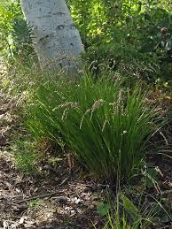 Attēlu rezultāti vaicājumam “Melica nutans”