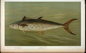 Image result for Stenotomus chrysops